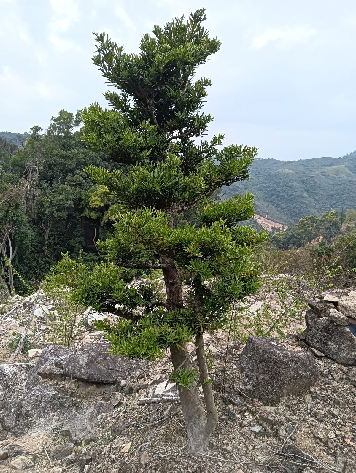 广东省内罗汉松批发,园林材料批发,园林材料直销,园林工程承接,